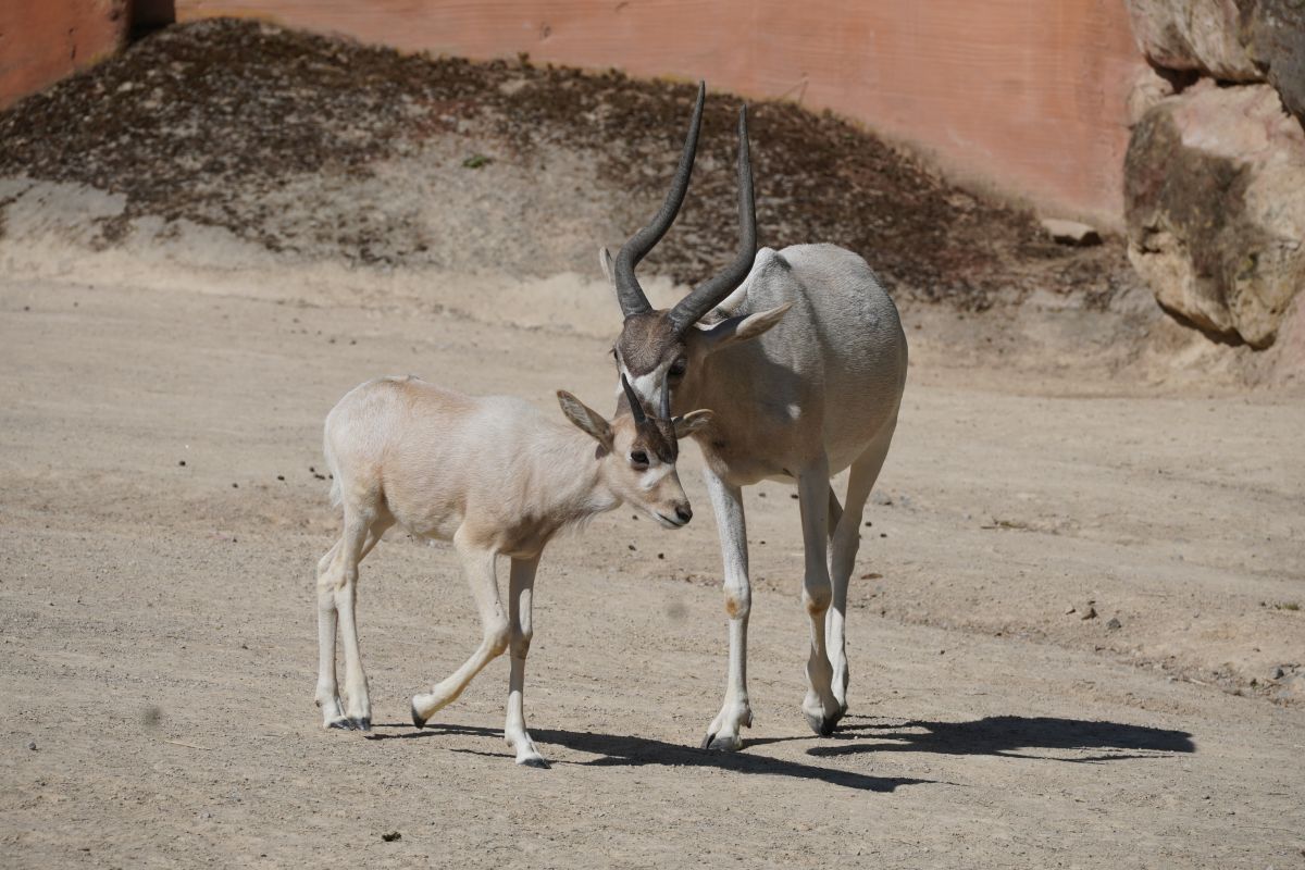 Zoo Hannover: Tierpfleger berührt! "Sehr emotionaler Moment"