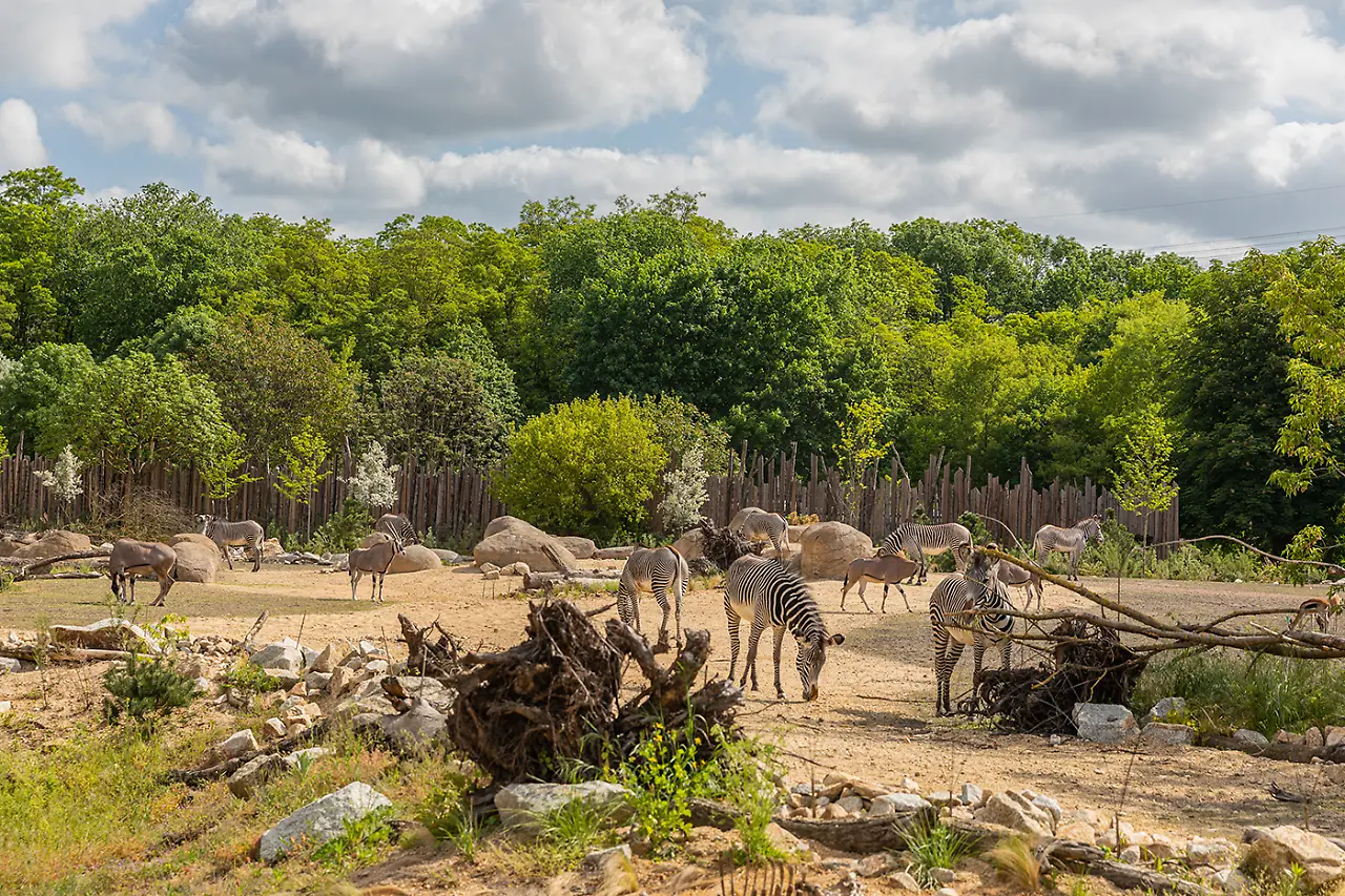 Afrikanische Savannenlandschaft - Grevy-Zebra und Oryx Kopie.jpg Afrikanische Savannenlandschaft - Grevy-Zebra und Oryx Kopie.jpg