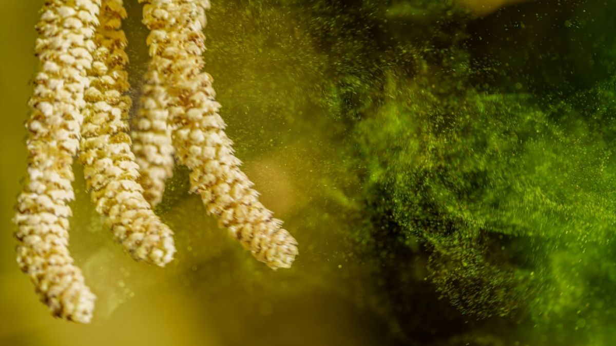 Pollenflug Köln aktuell: Wie hoch ist die Pollenbelastung am Sonntag?