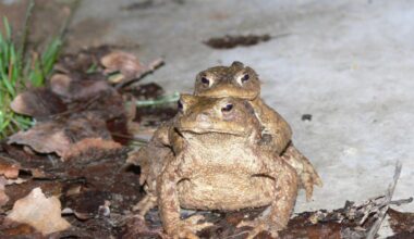 Amphibienwanderung sperrt Batzenhofweg in Karlsruhe für den Verkehr