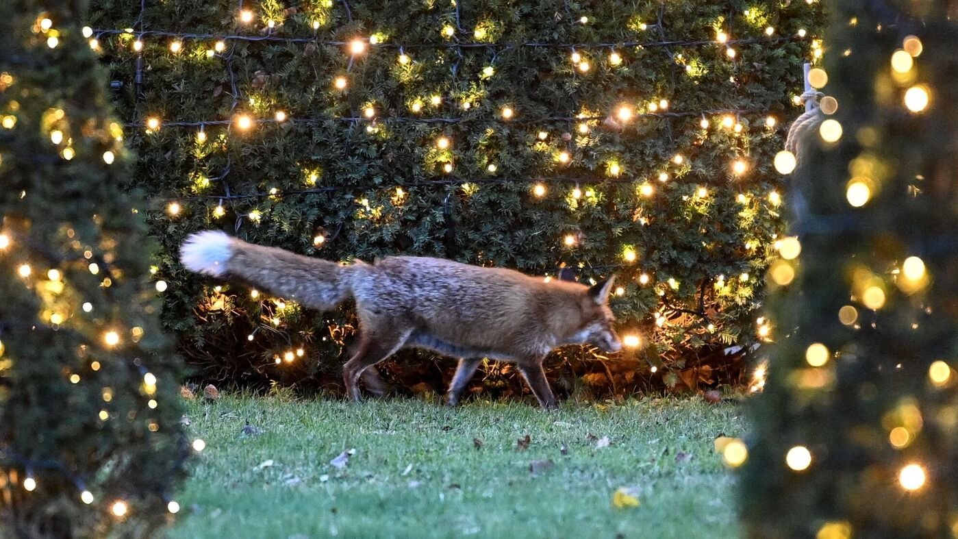 Mehr verletzte Füchse in Berlin gemeldet