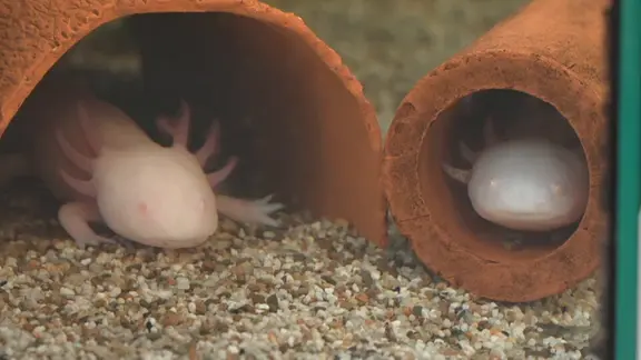 Zwei Axolotl liegen in einem Aquarium in einem Tontopf.