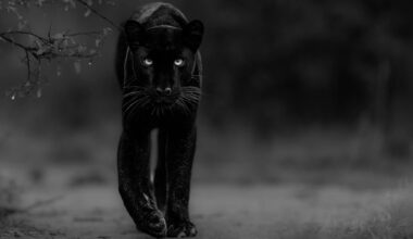 Deutschem Fotografen gelingt Meisterstück: Dieser schwarze Leopard ist eine Weltsensation | Leben & Wissen