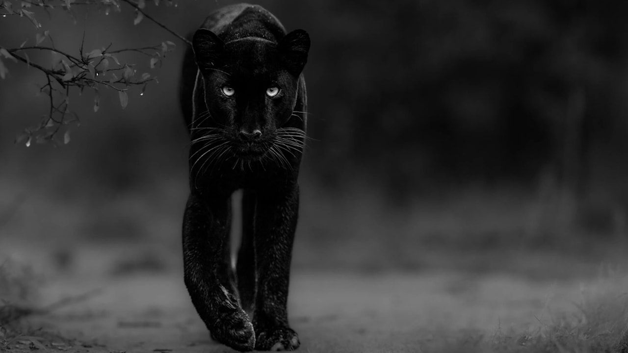 Deutschem Fotografen gelingt Meisterstück: Dieser schwarze Leopard ist eine Weltsensation | Leben & Wissen