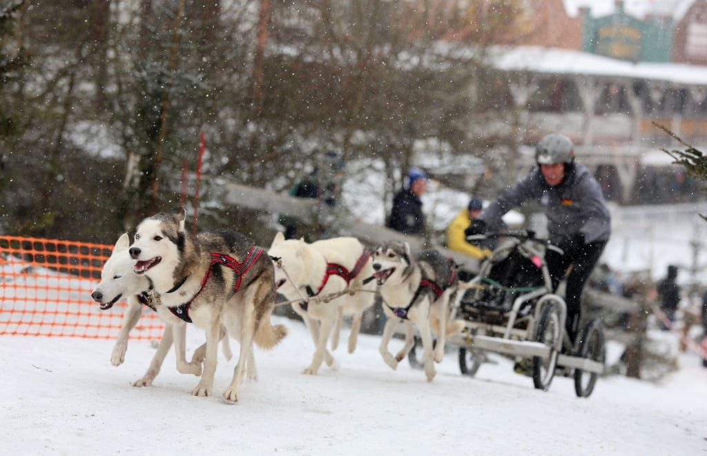 Ein Schlittenhundegespann startet in der Westernstadt Pullman City Harz in Hasselfelde. 