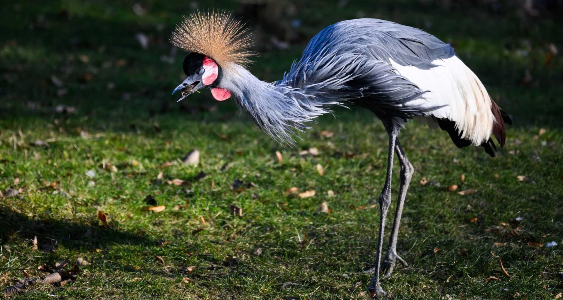 Kronenkranich ist Zootier des Jahres
