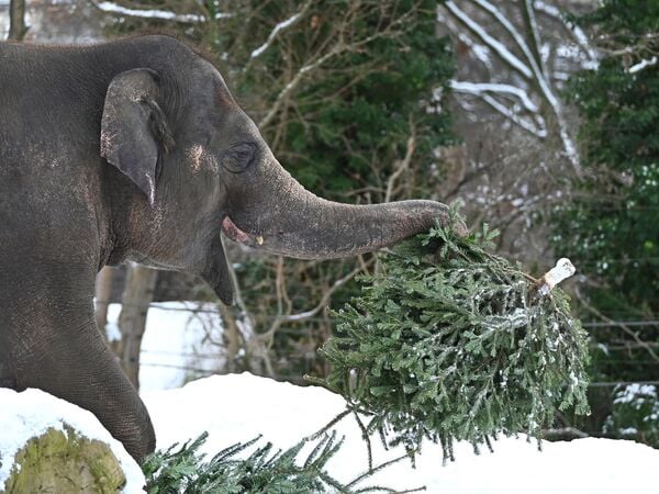 Berlin: Ein Elefant greift sich im Gehege einen Tannenbaum. (Archivbild)