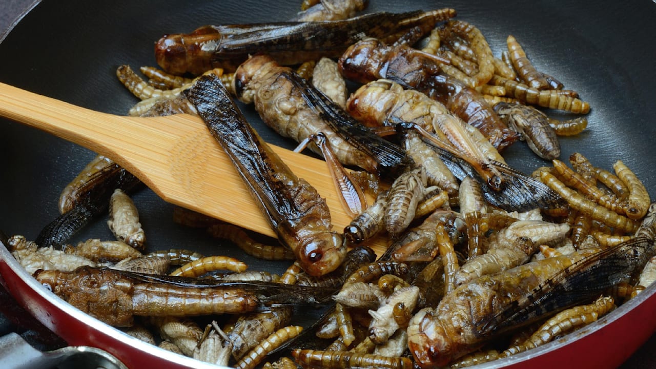 Insekten essen wie im Dschungelcamp: Ist das eigentlich gesund? | Unterhaltung