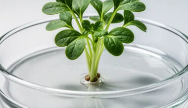 Scheinfasten reduziert biologisches Alter um 2,5 Jahre