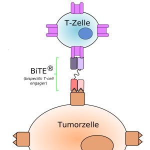 BiTE-Antikörper
