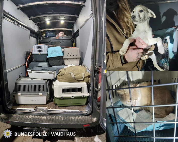Bundespolizeidirektion München: Bundespolizei entdeckt mutmaßlich illegalen Tiertransport bei Grenzkontrolle in Bärnau