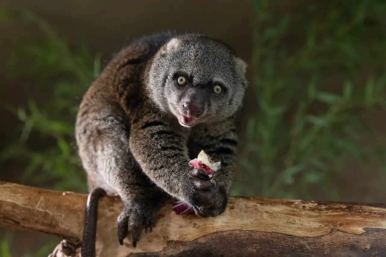 Bärenkuskus - Nachwuchs - Parton.jpg Bärenkuskus - Nachwuchs - Parton.jpg