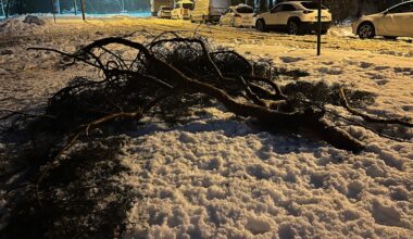 Passant fand sie unter Schnee begraben: Frau (77) beim Gassigehen von Ast erschlagen | Regional