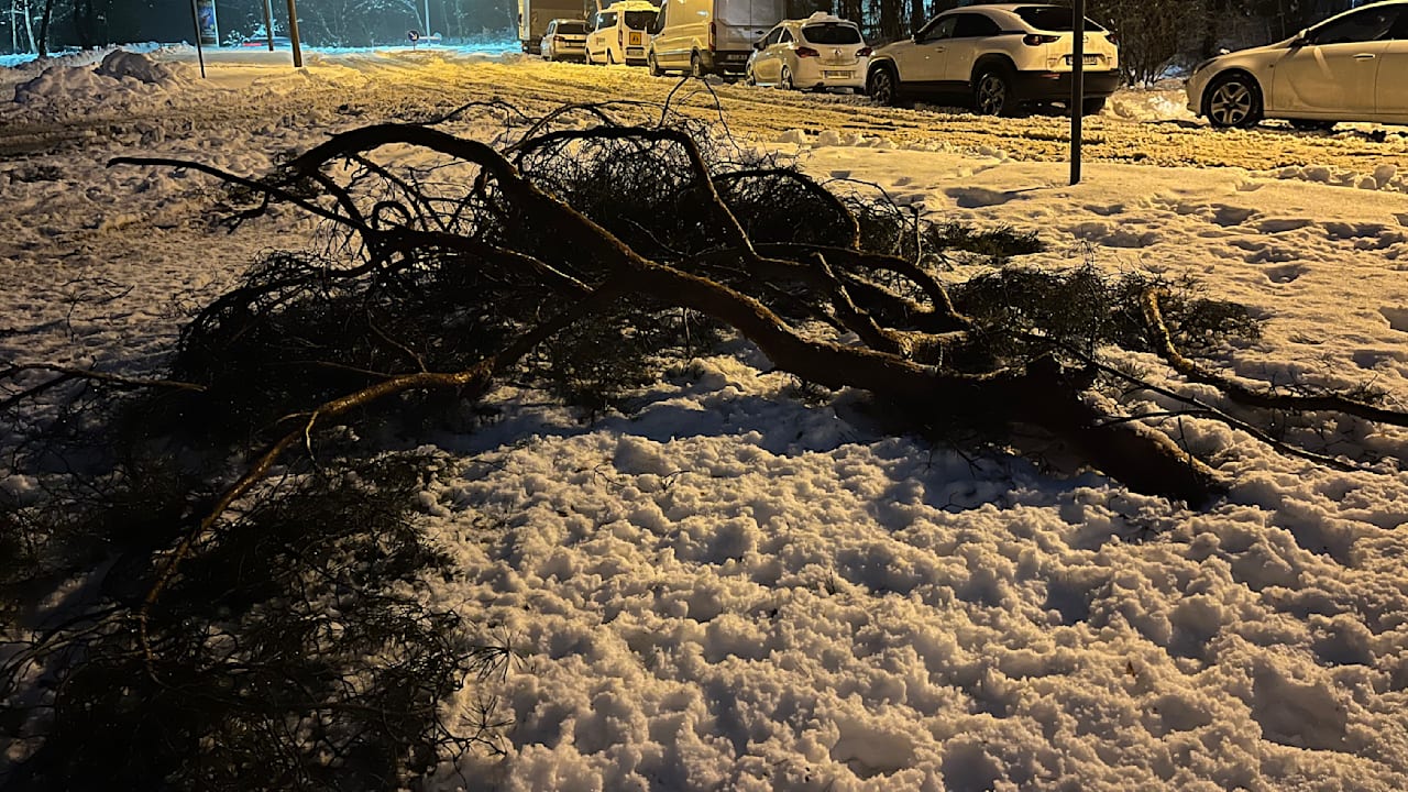 Passant fand sie unter Schnee begraben: Frau (77) beim Gassigehen von Ast erschlagen | Regional