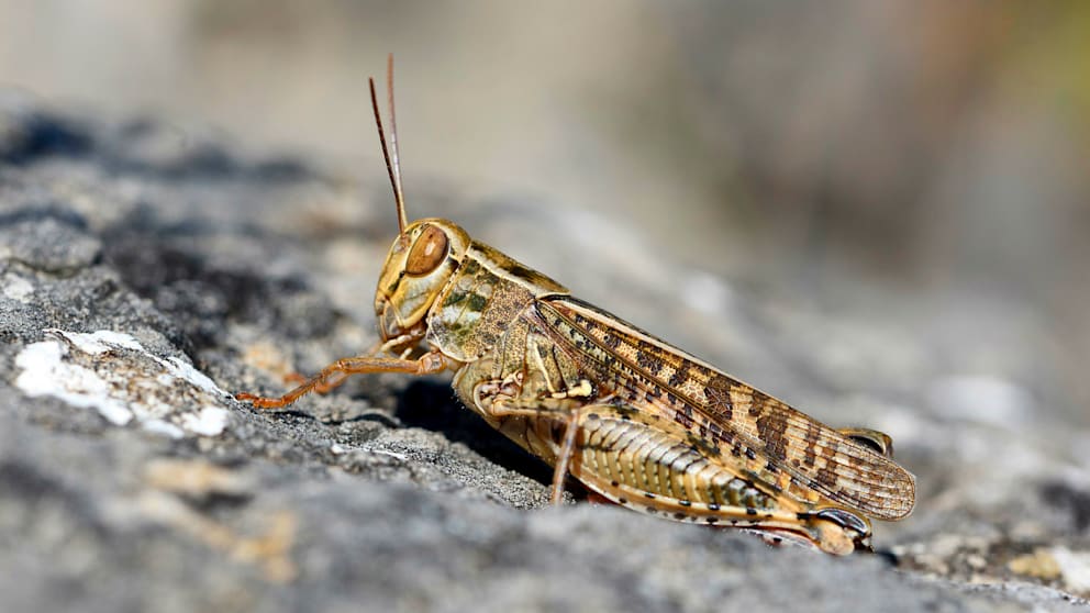 In manchen Ländern gelten Heuschrecken als Snack