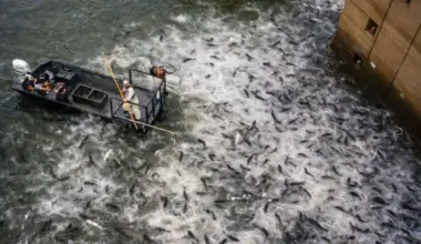 Die Vereinigten Staaten elektrifizieren ihre Flüsse, um den asiatischen Karpfen zu stoppen und die aquatische Biodiversität des Landes zu schützen.