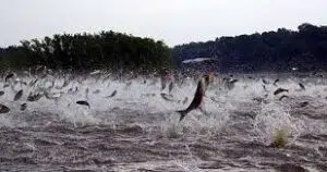 Die Vereinigten Staaten elektrifizieren ihre Flüsse, um den asiatischen Karpfen zu stoppen. Foto: Fondear.org.