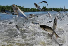 Die Vereinigten Staaten elektrifizieren ihre Flüsse, um den asiatischen Karpfen zu stoppen. Foto: El Chicago Hispano.