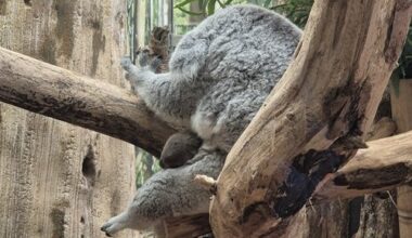 Koala-Nachwuchs im Zoo Leipzig: Jetzt Namen mitbestimmen