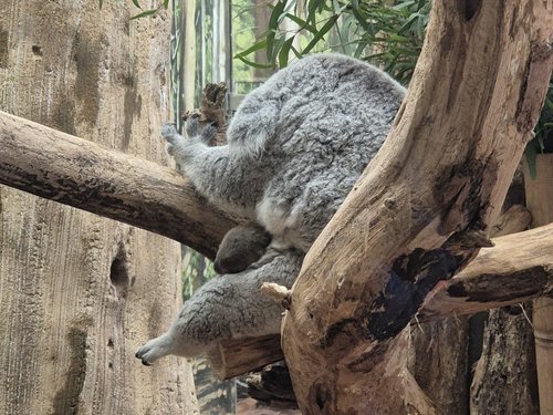 Koala-Nachwuchs im Zoo Leipzig: Jetzt Namen mitbestimmen