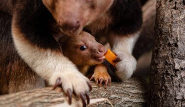 Chester | Seltenes Baumkänguru-Baby begeistert in englischem Zoo