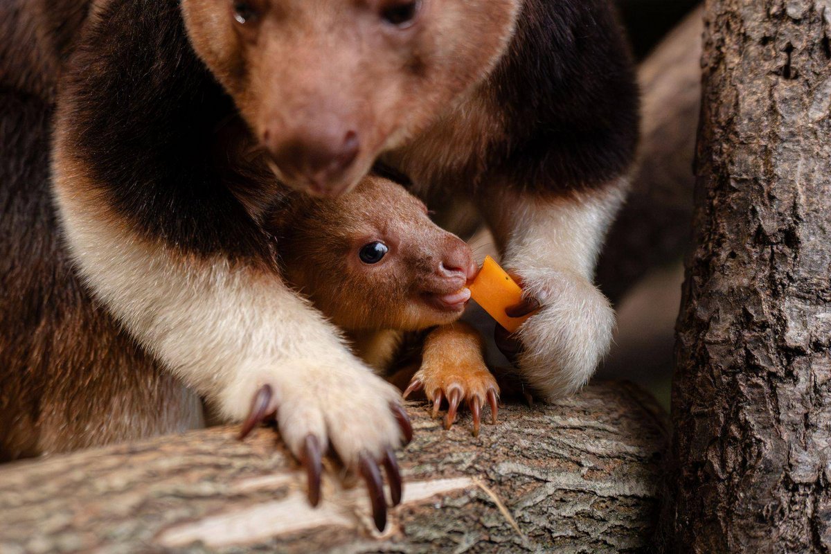 Chester | Seltenes Baumkänguru-Baby begeistert in englischem Zoo