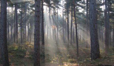 Gefährlicher Schädling: Frankreich gibt Entwarnung