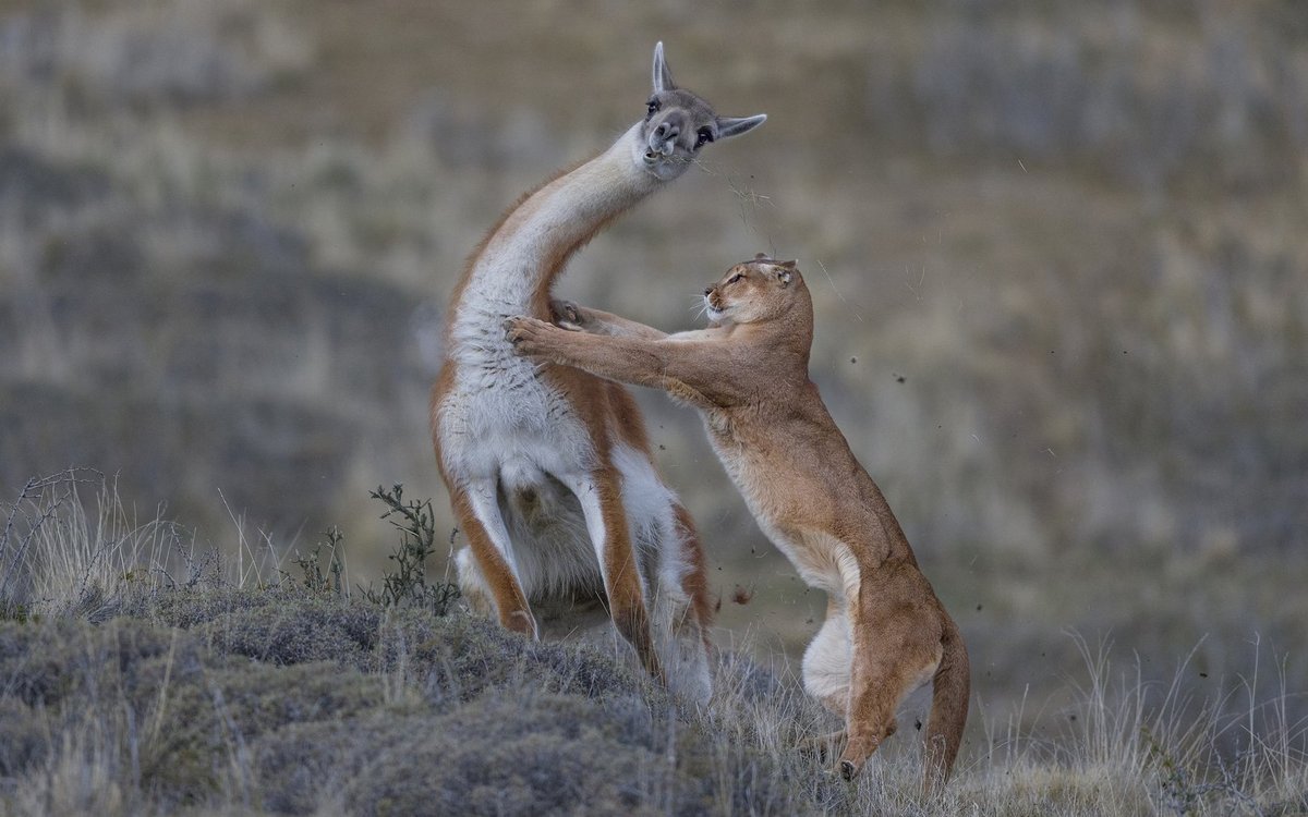 Tierfotografie: In Patagonien dem Puma auf der Spur - tierwelt.ch