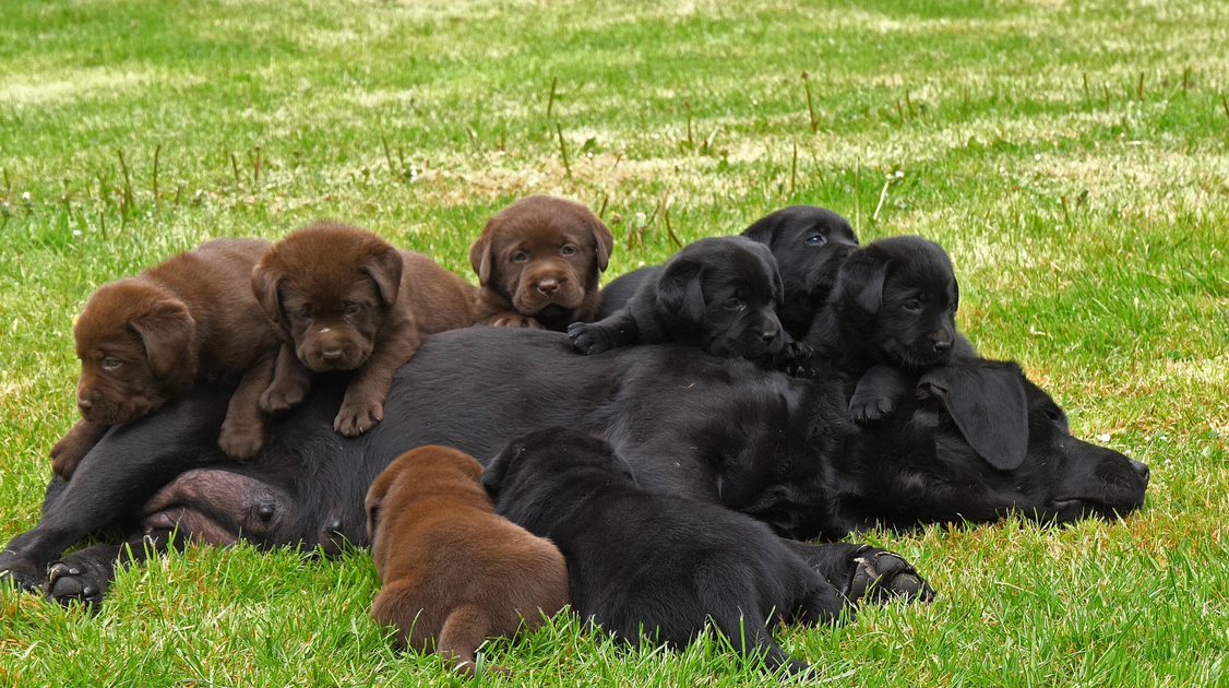 Amt hat 40 Hunde zu Recht aus 'Ponies Paradise' gerettet