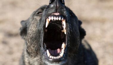 Familienhund lässt Hotelgäste nicht aus dem Zimmer: Tageskarte