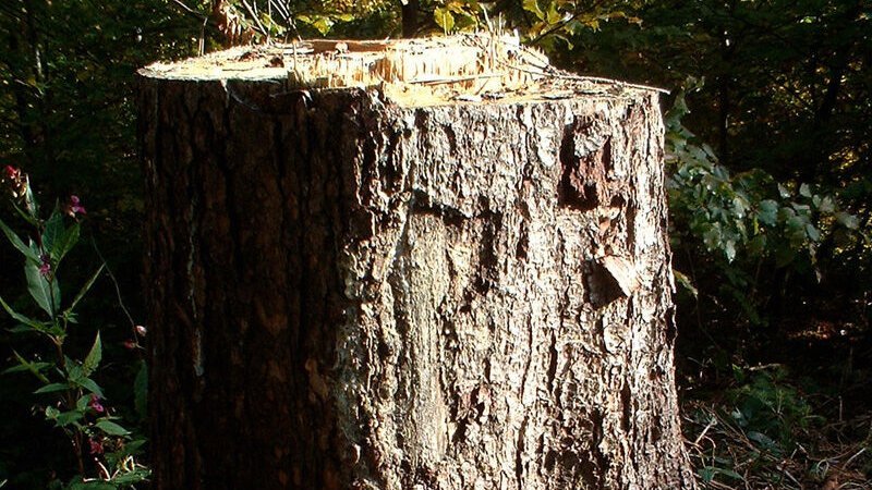 Herford: 200 kranke Bäume werden gefällt