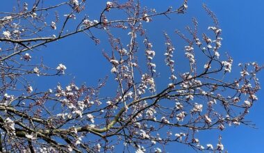Herford: 21 neue Bäume für ein besseres Stadtklima