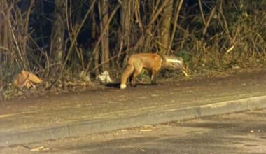 Seit Tagen gefangen: Fuchs mit Plastikbox irrt durch Köln | Regional