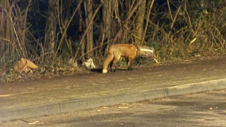 Seit Tagen gefangen: Fuchs mit Plastikbox irrt durch Köln | Regional
