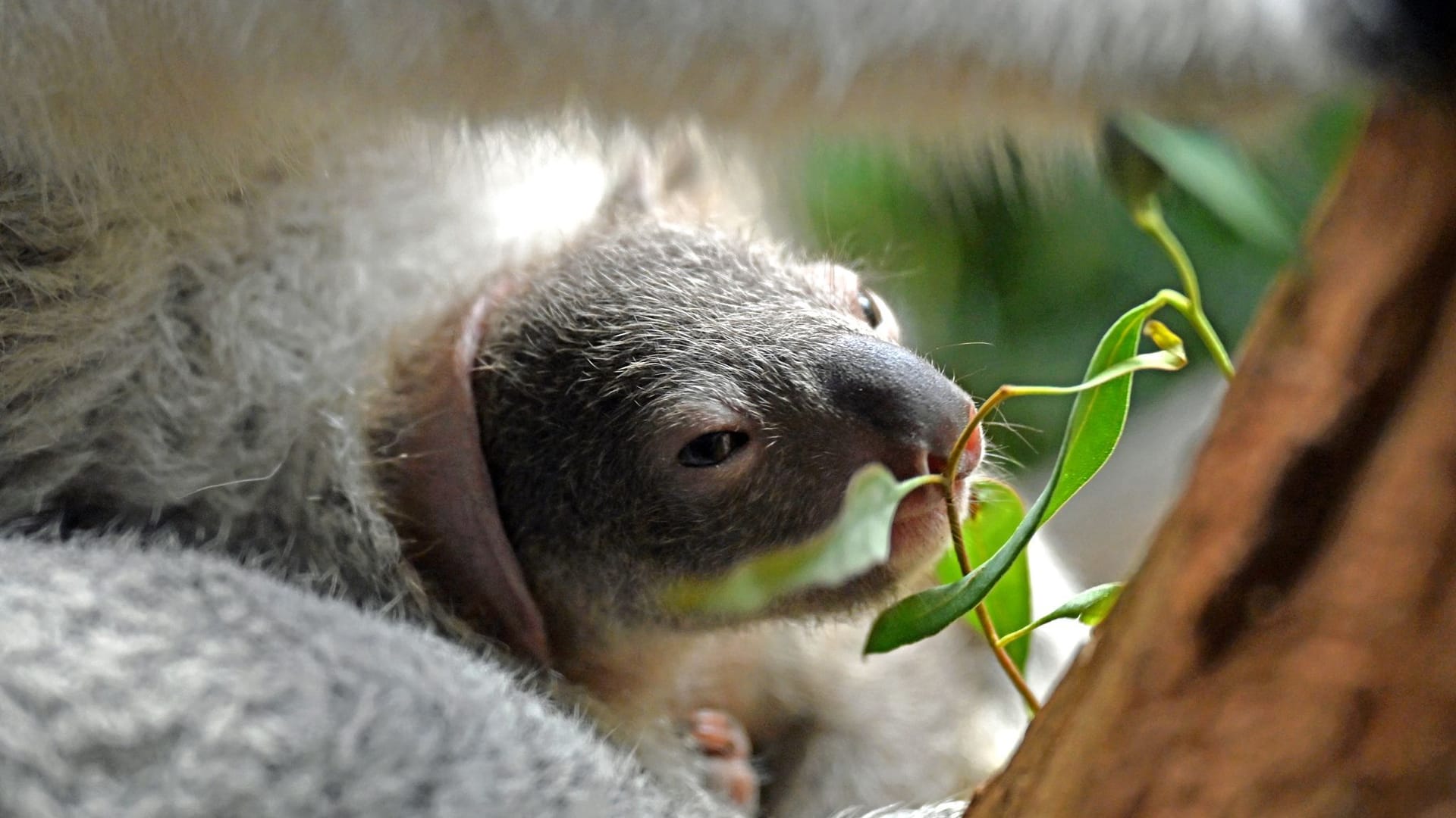 Koala-Nachwuchs im Leipziger Zoo entwickelt sich