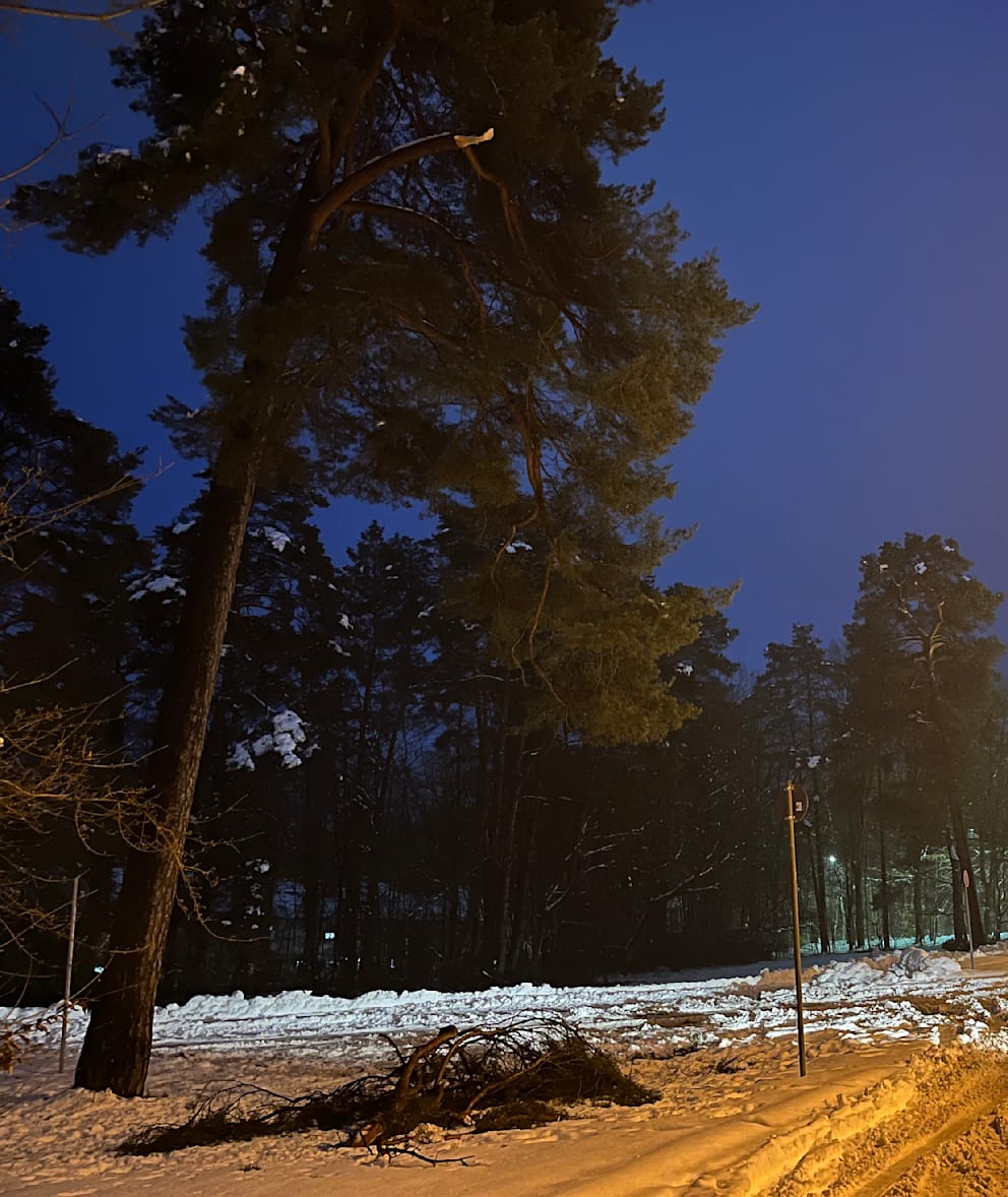 Die Bruchstelle des Astes im unteren Bereich der Baumkrone ist deutlich zu erkennen