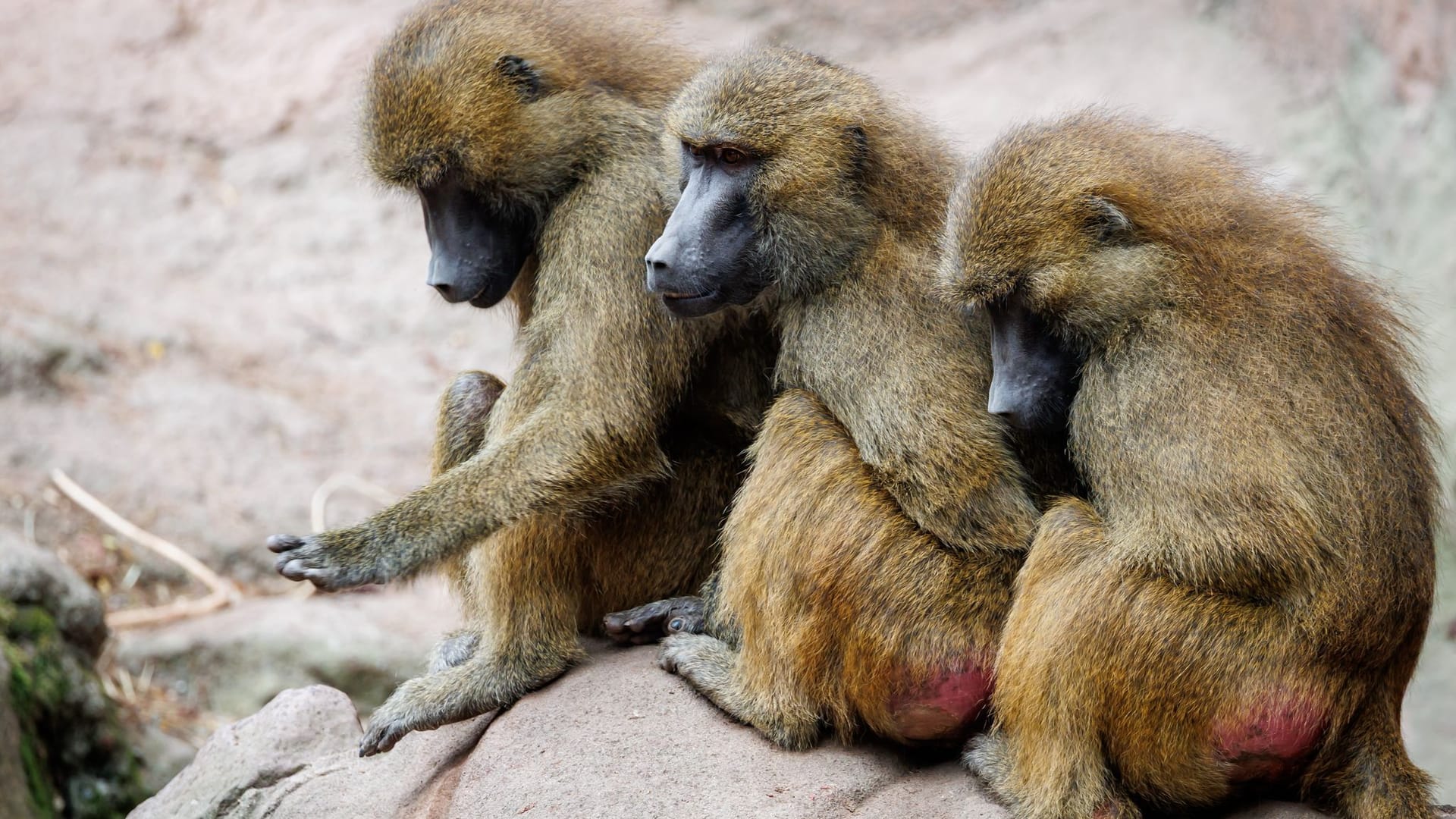 Guinea-Paviane im Tiergarten Nürnberg Guinea-Paviane im Tiergarten Nürnberg