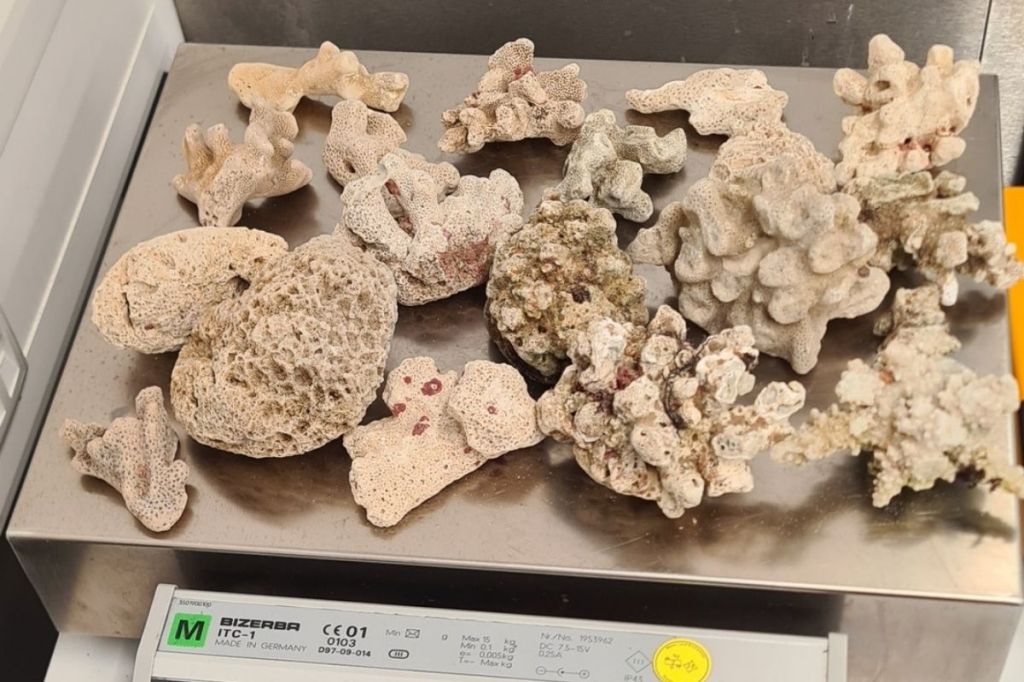 Der Zoll entdeckt Korallen in einem Gepäckstück am Flughafen Hannover. 