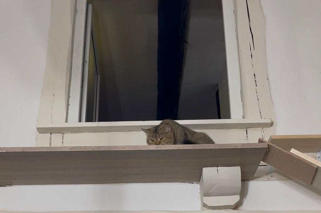 Das neue Katzencafé von Innen.