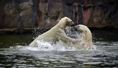 Zwei Eisbären spielen im Wasser in der ZOOM Erlebniswelt Gelsenkirchen.