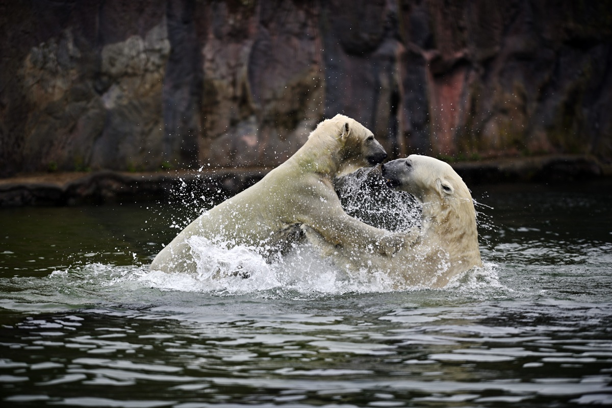 Zwei Eisbären spielen im Wasser in der ZOOM Erlebniswelt Gelsenkirchen.