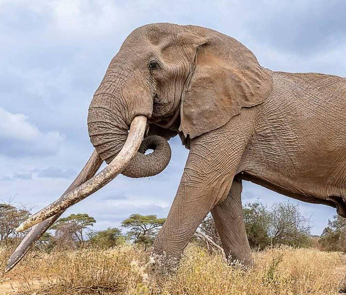 Berühmter Elefantenbulle Craig in Kenia gestorben