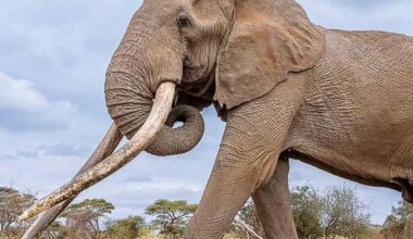 Berühmter Elefantenbulle Craig in Kenia gestorben