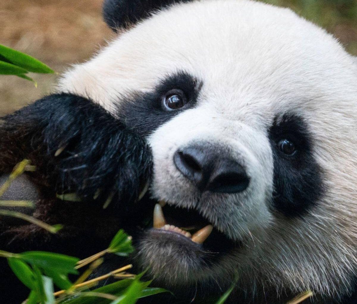 Söder kündigt Panda-Paar für Münchner Tierpark an