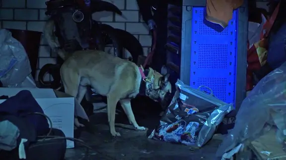 Zollbeamte setzen bei einer Durchsuchung einen Spürhund ein. | TV Newskontor Zollbeamte setzen bei einer Durchsuchung einen Spürhund ein.