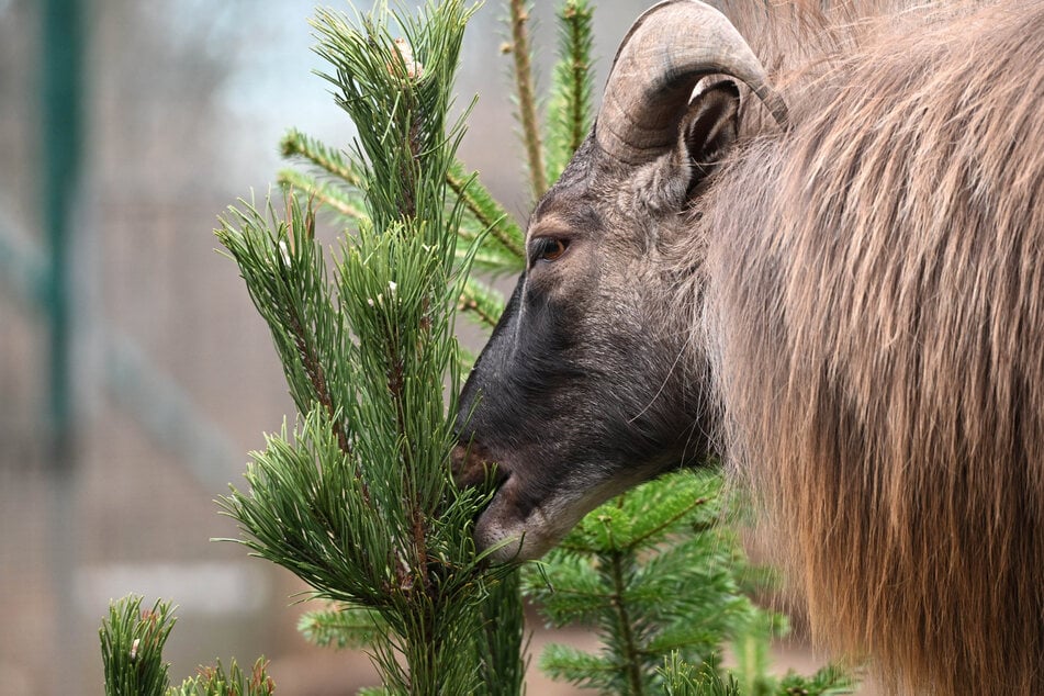 Im Dresdner Zoo ist ein Christbaum aus Bio-Produktion eine willkommene Abwechslung.