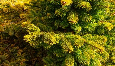 Antenne Mainz 106.6 - Weihnachtsbäume in Wiesbaden werden abgeholt