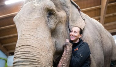 München: Circus Krone trauert um Elefantendame Bara - München