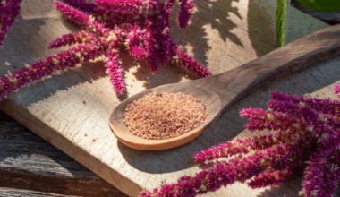 Wunderkorn macht Comeback – Wieso du dieses proteinreiche Superfood essen solltest