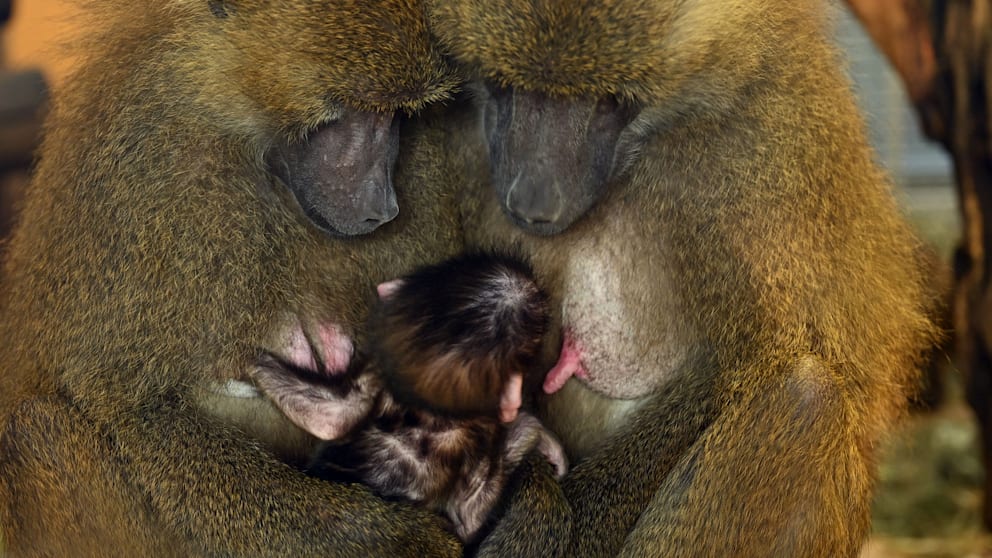 Der tierische Nachwuchs sorgt erneut für Gesprächsstoff